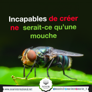 Incapables de créer ne serait-ce qu’une mouche