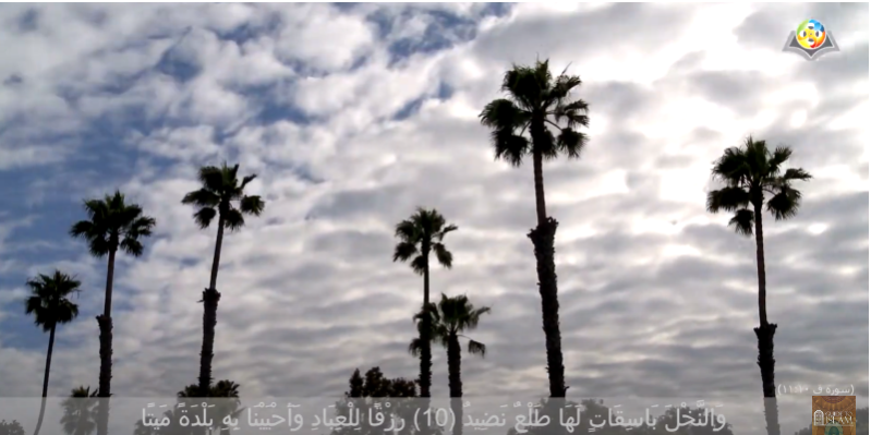 And lofty palm trees having fruit arranged in layers