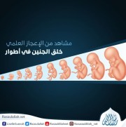 مشاهد من الإعجاز العلمي: خلق الجنين في أطوار