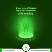 Water is one of the most important components of the human body