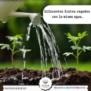 Diferentes frutos regados con la misma agua…