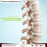 THE Quran And EMBRYOLOGY ( 2 )