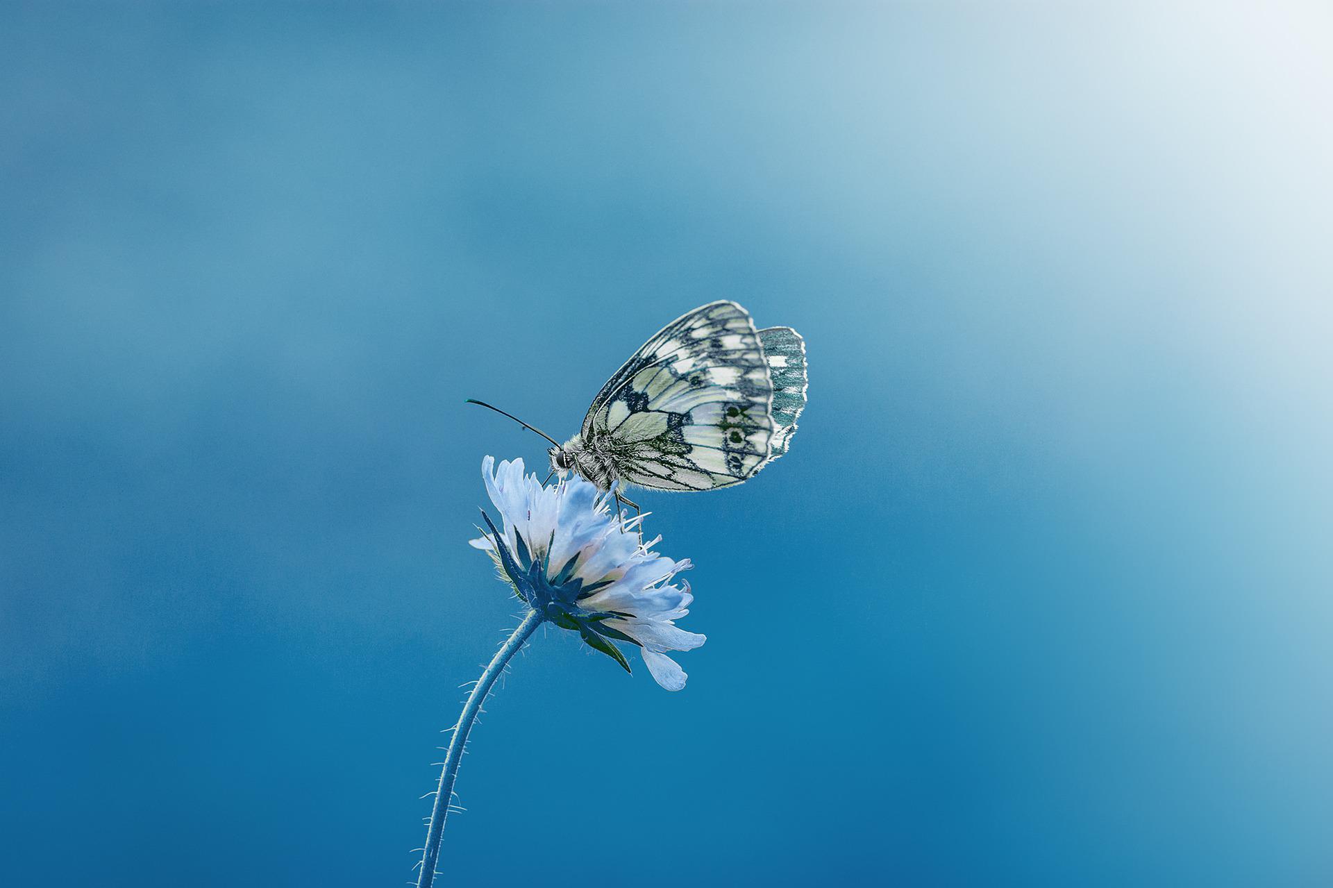 "​Nous n’envoyons les Messagers que pour annoncer (l’heureuse nouvelle) ou avertir..."