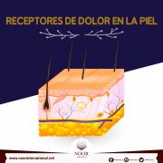 Receptores de dolor en la piel