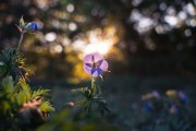 "Celui Qui a créé sept cieux qui se superposent. Aucune irrégularité ne se perçoit..."