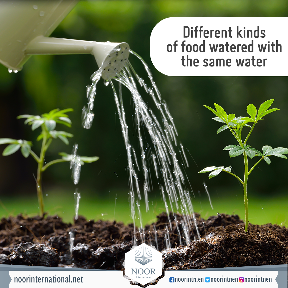 Different kinds of food watered with the same water