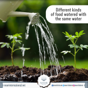 Different kinds of food watered with the same water